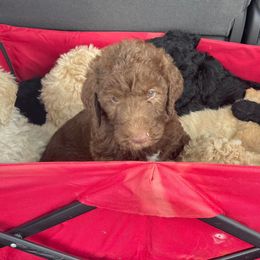 Goldendoodles and Labradoodles from Triple T Doodles