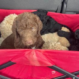 Goldendoodles and Labradoodles from Triple T Doodles