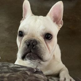 French Bulldogs from Southern Farmhouse Frenchies
