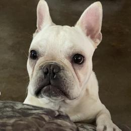 French Bulldogs from Southern Farmhouse Frenchies