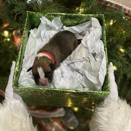 Ralphie - Fawn male Boxer puppy in Waycross, Georgia from David's Boxers
