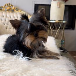 Pup-Cake - Black and gold Yorkshire Terrier puppy in Hesperia, California from Toy Treasure Yorkies