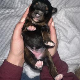 Hazel - Black female Miniature Australian Shepherd puppy in Mill Spring, North Carolina from Adair's Australian Shepherds