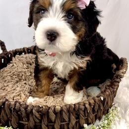 Bernedoodle, Cavapoo, and Goldendoodle Puppies from Blackberry Farm Puppies