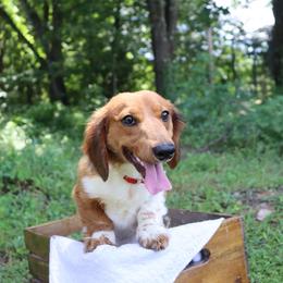 Branch - Piebald male Dachshund puppy in Marshfield, Missouri from Hilltop Kennel LLC