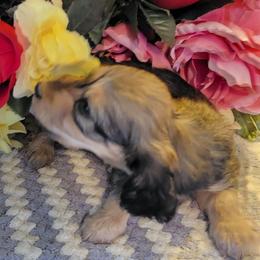 Dachshund Puppies from CLARK'S BREEDING PROGRAM
