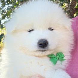 Dark Teal - White male Samoyed puppy in Salem, Utah from Happy Valley Sammies