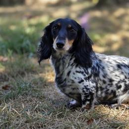 Anna - Dachshund