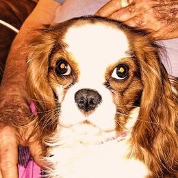 Charlie - Cavalier King Charles Spaniel