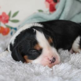 Cavalier King Charles Spaniel puppies from Hatz Off Puppies