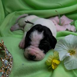 Prince George - Black and white male Great Dane puppy in Brookings, South Dakota from Debonair Danes