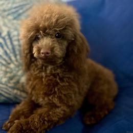 Bendigo - Brown male Poodle puppy in Greenville, South Carolina from Wendy's House Of Poodles LLC