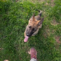 Odom's in Ingrid's Grace - Sable female German Shepherd puppy in Springtown, Texas from Odom's German Shepherds