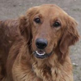 Hulu - Golden Retriever