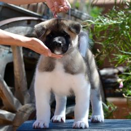 Akita Puppies from Aces-Up Akitas