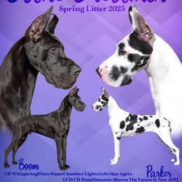 Great Dane puppies from Dane Dreamin’