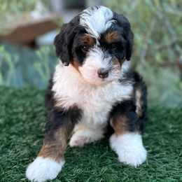 August 💚 - Tri-color Bernedoodle puppy in Elk Grove, California from Cali Bernedoodles