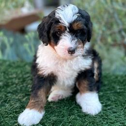 August 💚 - Tri-color Bernedoodle puppy in Elk Grove, California from Cali Bernedoodles