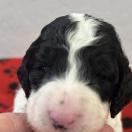 Rolly - Parti male Poodle puppy in Chino Valley, Arizona from Whiskey Row Royals