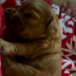 Justice (hot pink red collar) - Red female Cavapoo puppy in Modesto, California from Molly n Friends