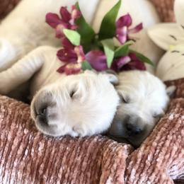 Golden Retriever Puppies from Brightside Goldens