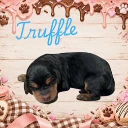 Truffle - Black white and tan male Basset Hound puppy in Oronogo, Missouri from Dutton's Show Me Farms