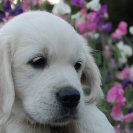 Golden Retriever Puppies from Dewey Creek Goldens