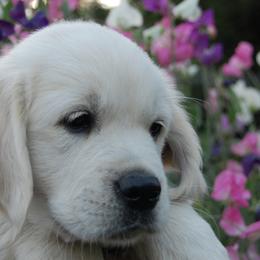 Golden Retriever Puppies from Dewey Creek Goldens