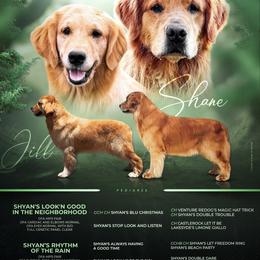 Golden Retriever puppies from River Valley Mastiffs