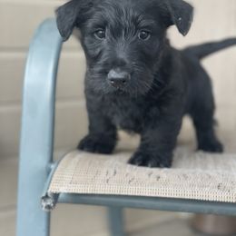 Scottish Terrier Puppies from Heart of America Scotties