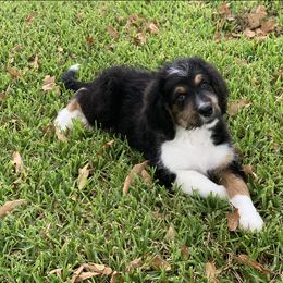 Bernedoodle and Goldendoodle Puppies from Heartfelt GoldenDoodles