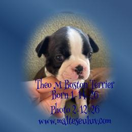 Theo - Black and white male Boston Terrier puppy in Silverhill, Alabama from Malteseuluv’s Tiny Treasurers