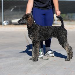 Bambi - Phantom Poodle puppy in Hesperia, California from HD Poodles