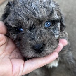 Phoebe - female Australian Mountain Doodle puppy in Lincoln, Nebraska from GRand Doodles