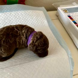 Purple - Brown female Chesapeake Bay Retriever puppy in North Port, Florida from Whispering Oak Chesapeakes