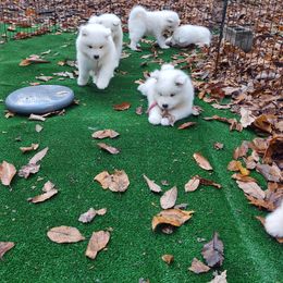 Borzoi and Samoyed Puppies from Kalabria