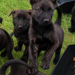 Brindle Female - confident and focused (training pkg available) - Brindle female Belgian Malinois puppy in Irmo, South Carolina from Kaizen von Ruach Malinois