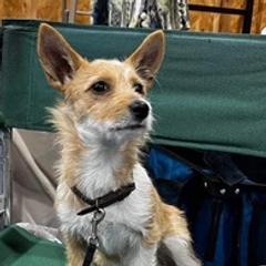 Portuguese Podengo Pequenos from Prestwick