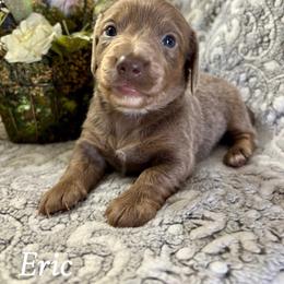 Eric - Fawn (isabella) and tan male Dachshund puppy in Aiken, South Carolina from State Eight Dachshunds