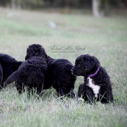Aussiedoodle and Bordoodle Puppies from Dood B Ranch Doodles