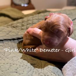 Demeter - Dark golden female Golden Retriever puppy in Weston, Missouri from Love is Golden