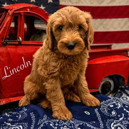 Lincoln - Red  male Goldendoodle puppy in Crockett, Texas from Kingdom Kennels