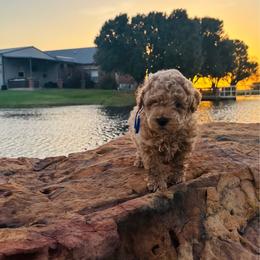 Goose - Apricot male Goldendoodle puppy in Kingfisher, Oklahoma from Perdue Puppies