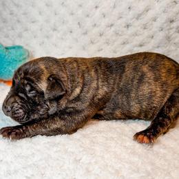 Boy 6 - Black brindle male Cane Corso puppy in Catawba, North Carolina from Catawba Cane Corso
