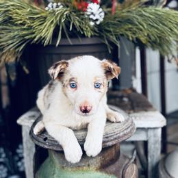 Latch x Lassie - Girl 1 - Red merle - Red merle female Border Collie puppy in Minden, Iowa from Rocking N Registered Border Collies & Labradors