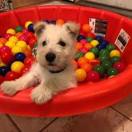 Scottish Terrier Puppies from Azscotties