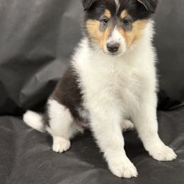 Rose - Black white and tan female Collie puppy in Linden, New Jersey from Juan's Biewer Terriers and Collies