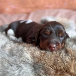 Dolly Parton - Piebald female Dachshund puppy in Chandler, Arizona from Vonaducci Doxies, LLC.