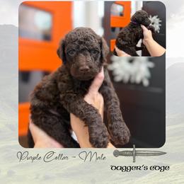 Dagger's Edge - Purple Collar - Chocolate male Goldendoodle puppy in Garland, Texas from Twilight Doodles
