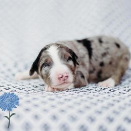 Aster - Blue merle Bernedoodle puppy in Grants Pass, Oregon from Royal Empire Bernedoodles